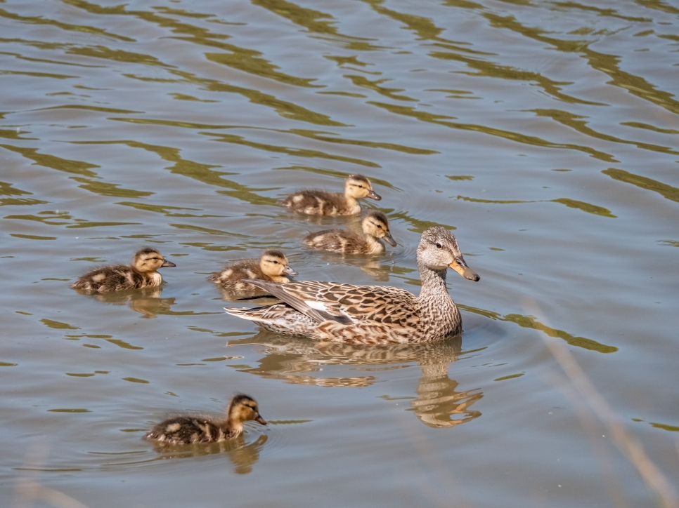 Wader Lake baby boom July 2023 gadwall ducklings (1).jpg